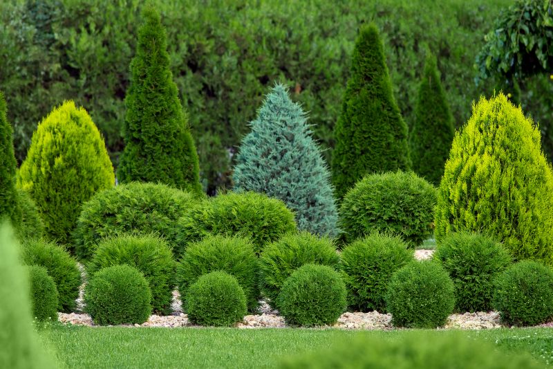 Boxwood Planting