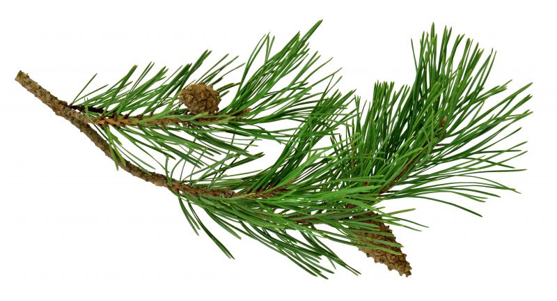 Pine Tree Planting