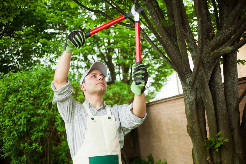 Tree and Shrub Care Professionals