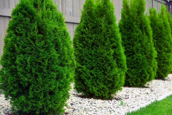 Arborvitae Planting in Bloomfield Hills