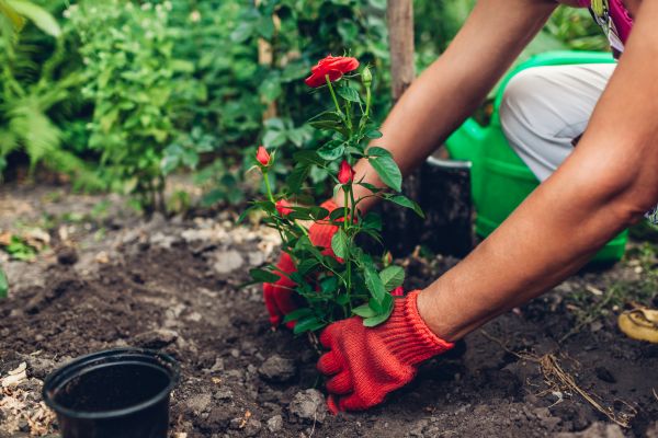 Planting Service in Bloomfield Hills