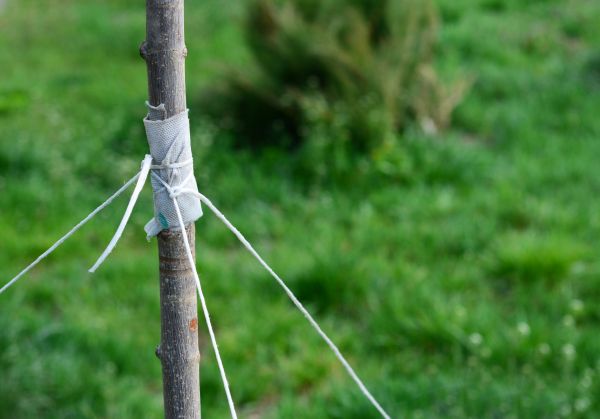Tree Staking Service in Bloomfield Hills