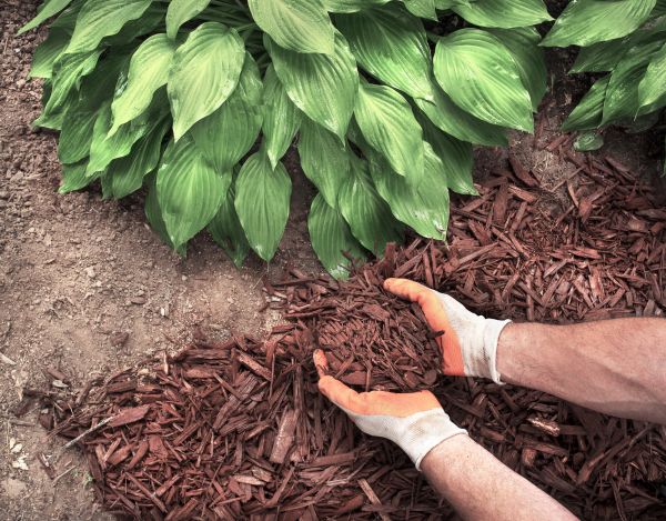 Shredded Mulch Service in Bloomfield Hills