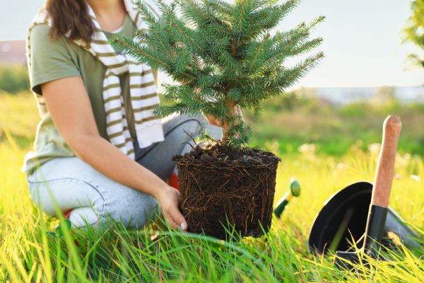 Spruce Tree Planting in Bloomfield Hills
