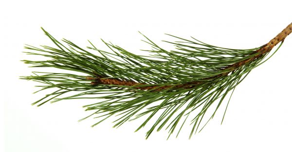 Pine Needles Installation in Bloomfield Hills