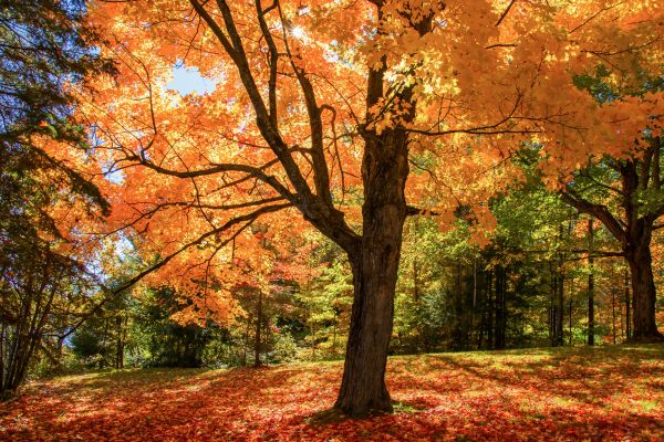 Maple Tree Planting in Bloomfield Hills