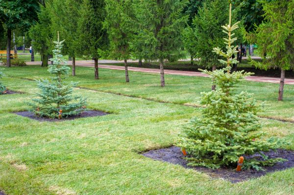 Privacy Trees Planting in Bloomfield Hills