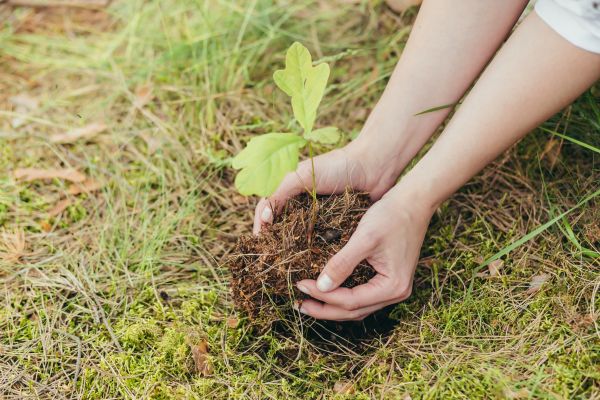 Oak Tree Planting in Bloomfield Hills