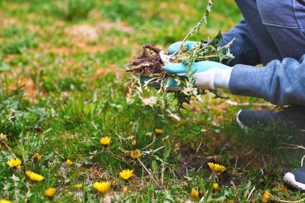 Flower Bed Clearing in Bloomfield Hills