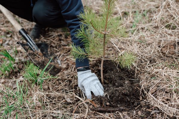 Pine Tree Planting in Bloomfield Hills