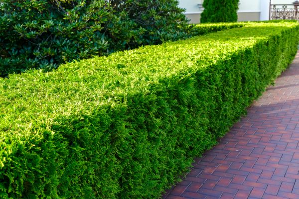 Hedge Installation in Bloomfield Hills