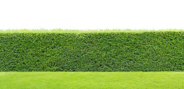 Hedge Boundary Planting