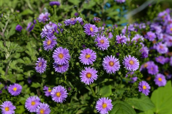 Perennial Flower Planting in Bloomfield Hills
