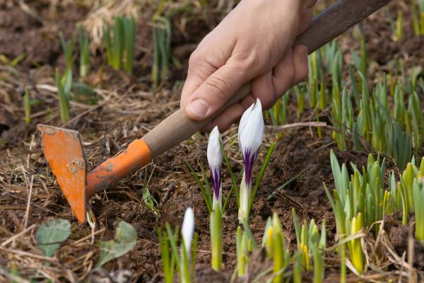 Flower Garden Weeding in Bloomfield Hills
