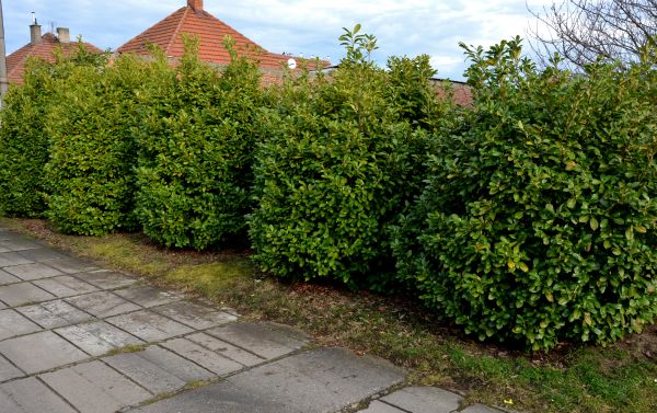 Privacy Shrub Installation in Bloomfield Hills