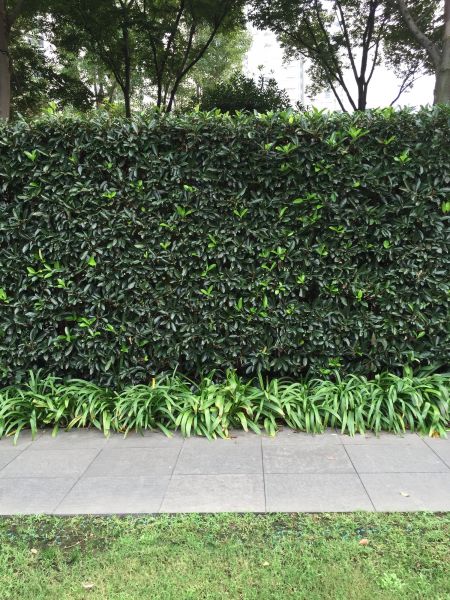 Privacy Shrub Planting in Bloomfield Hills