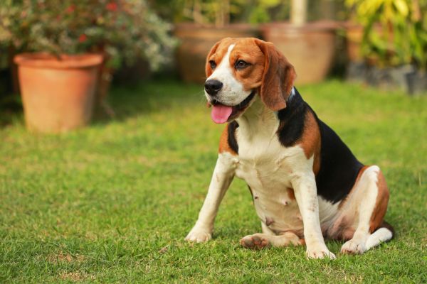 Dog Friendly Landscaping in Bloomfield Hills