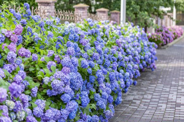 Hydrangea Landscaping in Bloomfield Hills