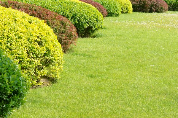 Shrubbery Planting in Bloomfield Hills