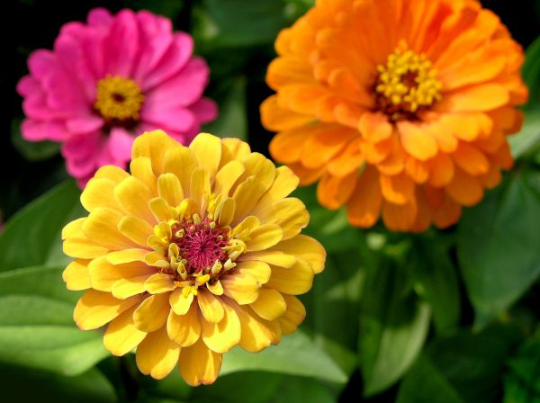 Zinnia Planting in Bloomfield Hills