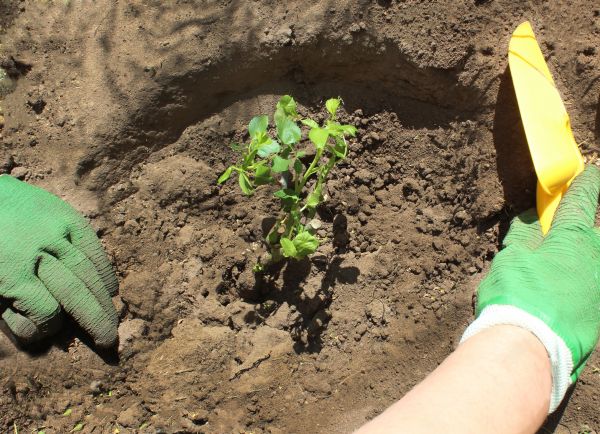 Rose Bush Planting in Bloomfield Hills